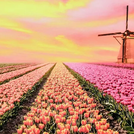 Tulip Deluxe, Grand *